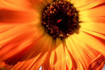 orange flower macro