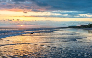 Wall Mural - Beautiful sunset sky with along black dog on the beach in Matapalo, Costa Rica. Central America. Sky background on sunset. Tropical sea.