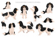Cavalier King Charles spaniel clipart. Different poses, coat colors set