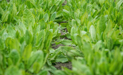 Poster - Green fresh spinach leaves in sunny gardens. Growing organic food	