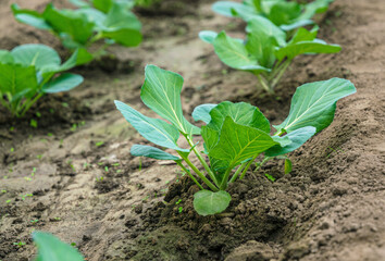 Poster - Sunny garden and spring vegetable sprouts