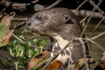 Wall Mural - Giant Otter / Ariranha (Pteronura brasiliensis)