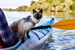 Mekong bobtail (siames) cat on blue kayak in the river at the summer morning in nature. Close up
