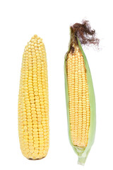 Two fresh yellow corn vegetable isolated on a white background.