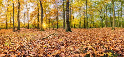 Wall Mural - Beautiful sunset scenery of Sherwood forest. Autumn landscape in England 