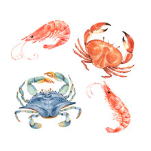 Set Of Watercolor Illustrations In Maritime Style Seafood Crabs And Shrimp. Hand Painted On White Background