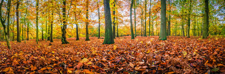 Sticker - Beautiful sunset scenery of Sherwood forest. Autumn landscape in England 