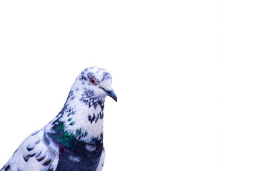 pigeon Isolated on a white background