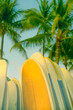 Surfboards Stacked up on the Beach With Palm Trees and Blue Sky