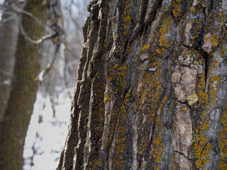 The coarse bark of a Cottonwood tree covered with multi-colored lichen with the forest in the background out of focus.