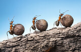 Fototapeta Zwierzęta - ants roll heavy stones uphill at rock, teamwork concept