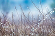 © sunday_morning - Dry autumn grass with dew water drops in the morning. Foggy morning. Art natural fresh backgound.