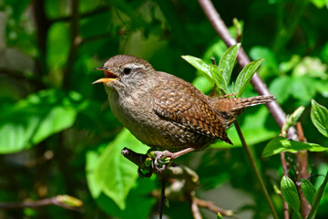 Wall Mural - Zaunkönig // Eurasian wren (Troglodytes troglodytes) 