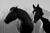 Fototapeta Konie - Monochrome portrait of  two horses in different colors (black with white star and pinto ) quarreling. Forest in the background

