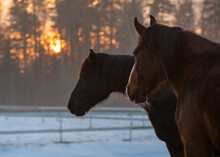 Closeup Of Two Horses Looking To The Other Horses In Winter Evening. Beautiful Sunset Behind The Forest.