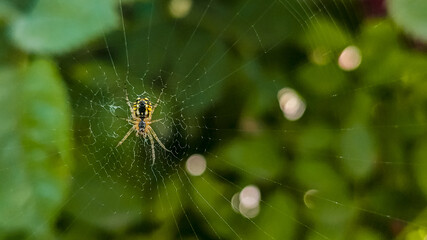 spider on web