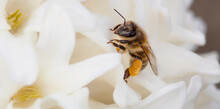 Close Up Of A Bee Collecting Honey On A White Flower.