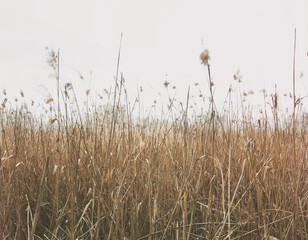 Wall Mural - Beautiful background from lots of  reeds