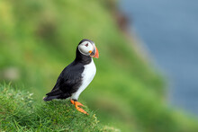 Famous Faroese Bird Puffin Closeup