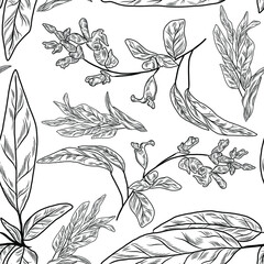 Wall Mural - Seamless pattern with sage plant, hamd drawn floral background