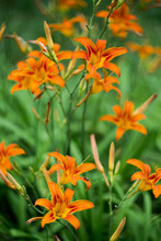 Orange Summer Day-lily Flowers In Garden