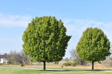 Poster - Green Trees in a Field