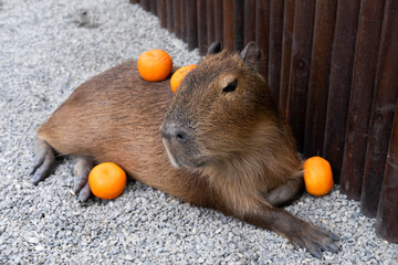 A lot of oranges on the sleepy capybara. 
