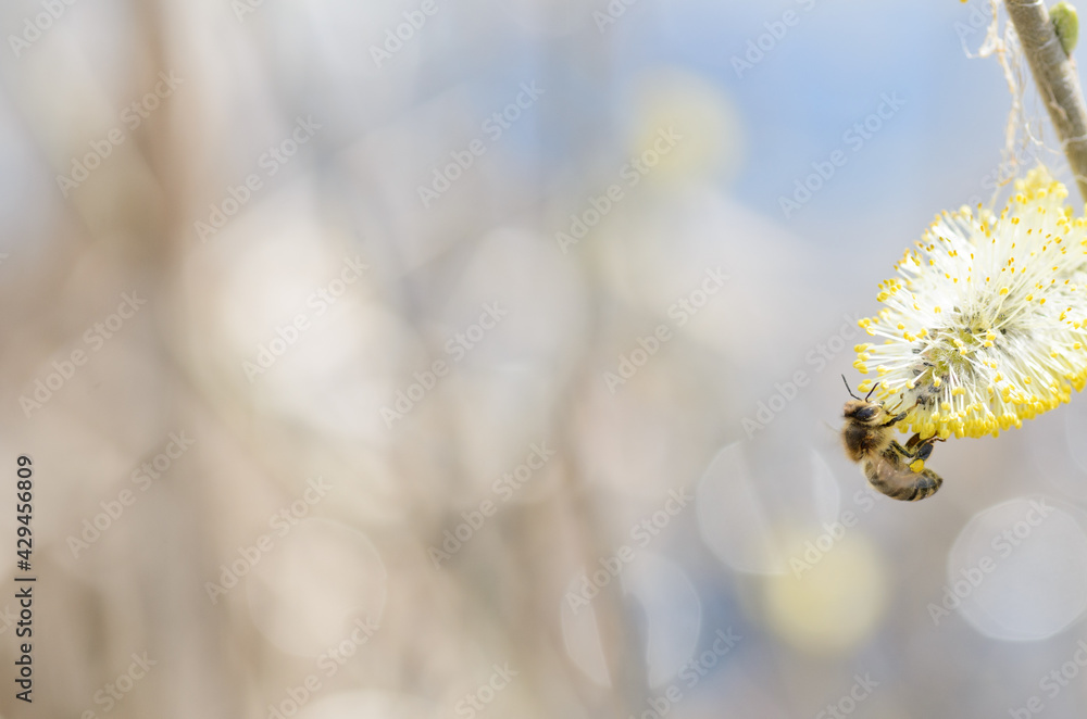 Pszczoła  - obrazy, fototapety, plakaty 