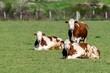 © NAEPHOTO - group of montbeliard cows in pasture