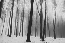 A View Of A Gloomy Sad And Depressed Winter Forest. Early Evening. Black And White Image.