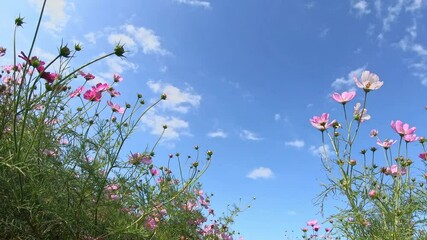 Wall Mural - Pink cosmos flowers swaying in wind in sunny day. Copy space, isolated.

