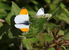 An Orange Tip Butterfly Male And Female Basking In The Sun. Focus Is On The Male With The Female In Soft Focus Beyond. Scientific Name Anthocharis Cardamines.