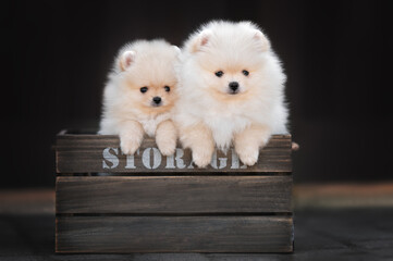 two small cream pomeranian spitz puppies posing together in a wooden box