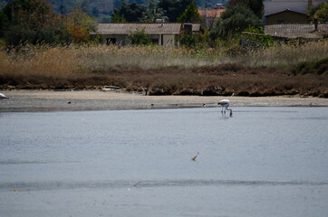 Sticker - flock of flamingos  oropos greece wetland