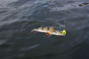 Wall Mural - Summer fishing, perch fishing spinning reel on the lake 