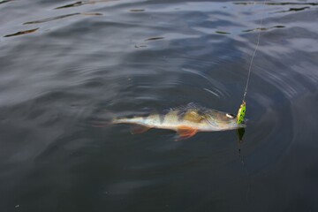 Wall Mural - Summer fishing, perch fishing spinning reel on the lake 