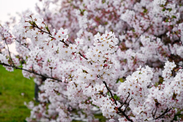Wall Mural - Pink sakura cherry blossoms branches in spring season,soft focus sakura petal in the morning sunshine , blur garden background on isolated sky in Japan.