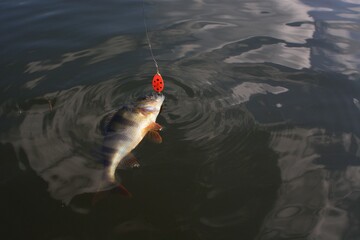 Wall Mural - Summer fishing, perch fishing spinning reel on the lake 