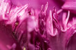 canvas print picture - Nahaufnahme einer lilafarbenden Tulpe mit gezackten Muster