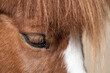 Auge vom Pony