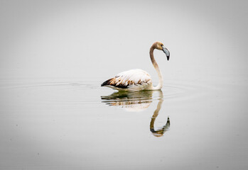 Flamencos en el lago del Saler (Valencia-España)