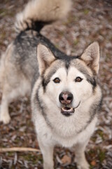  A beautiful dog of breed Alaskan Malamute walks near the river