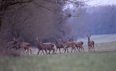 Poster - Group of red deer n forest in spring