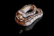Ball python (Butter Pastel) (python regius)
