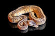 Ball python (Lemon Blast) (python regius)