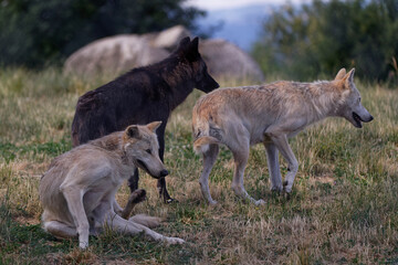 Canvas Print - Loup du Mackenzie