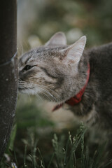 Poster - Vertical closeup shot of a grey cat on the grass