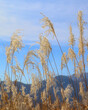 Daytime view of some tall golden grass under a blue sky, with mountains visible in the background