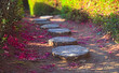 Selective focus on the first of several circular stepping stones in a garden walkway bordered by hedges, strewn with bright pink flower petals on a late autumn afternoon