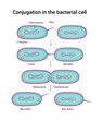 Vector illustration of Conjugation in the bacterial cell 